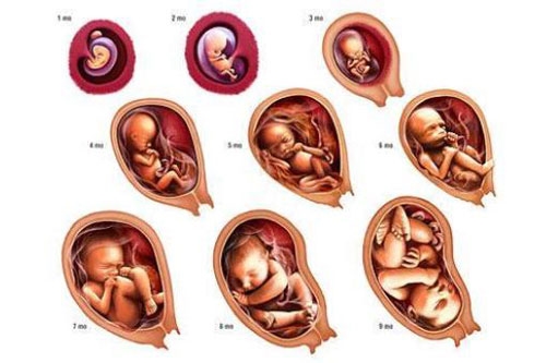 Sự phát triển của thai nhi trong bụng mẹ từ đầu đến khi sinh